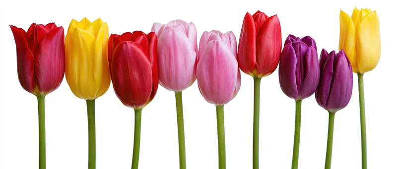 Row of colorful tulips in red yellow pink and purple arranged in a line against white background