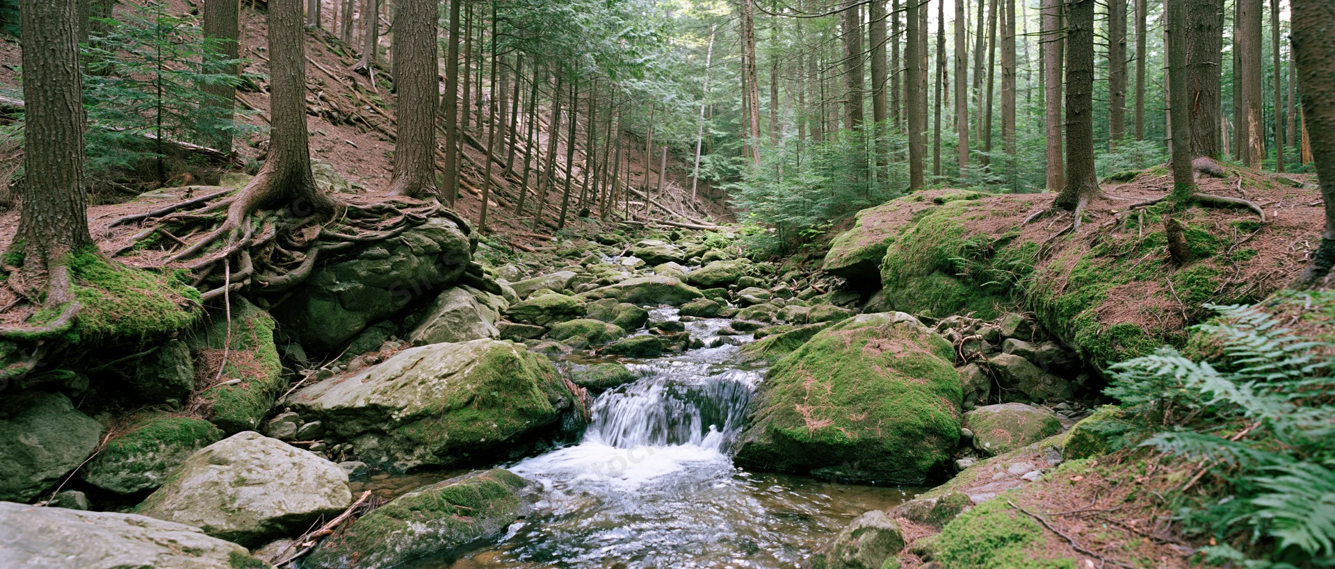 Shallow stream flowing over mossy rocks in a dense forest