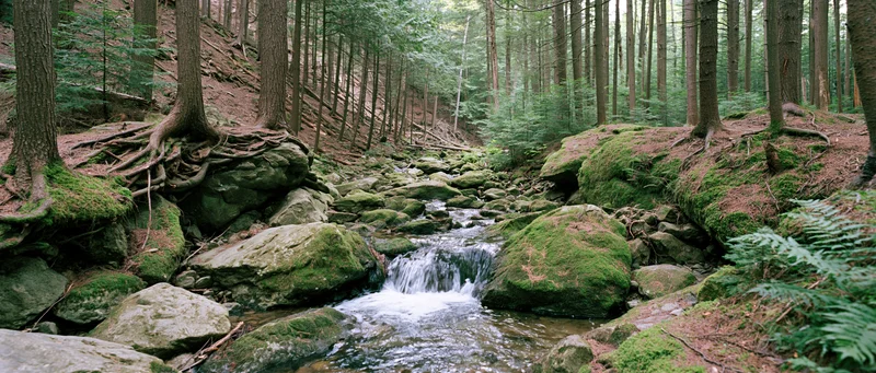 Shallow stream flowing over mossy rocks in a dense forest