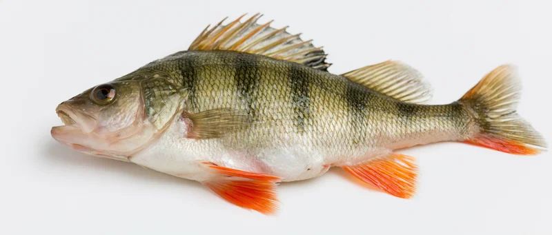 European perch fish in full lateral profil on white background