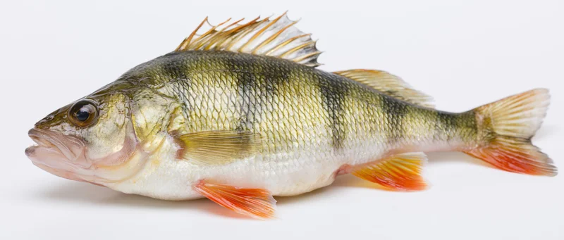 European perch fish in full lateral profile on white background