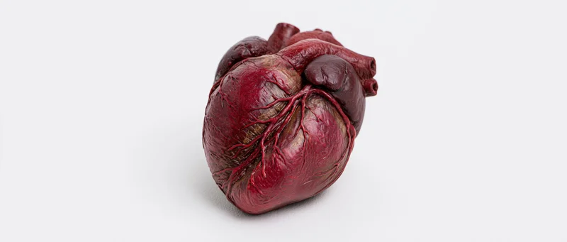 Anatomical human heart model isolated on white background