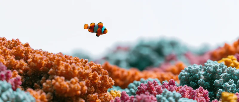 Clownfish swimming above a dense coral reef