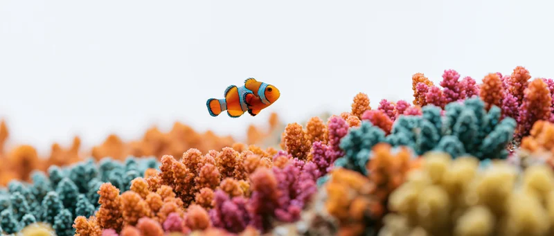 Clownfish swimming above a dense colorful coral reef