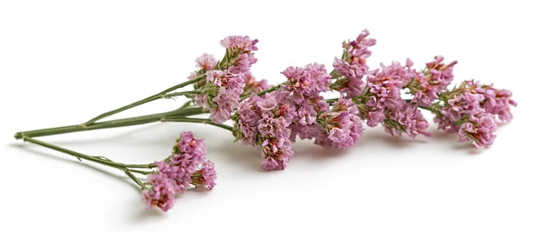 Dried limonone statice flower stem with pink clusters on white background