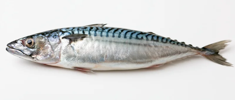 Whole atlantic mackerel in side profile on white background
