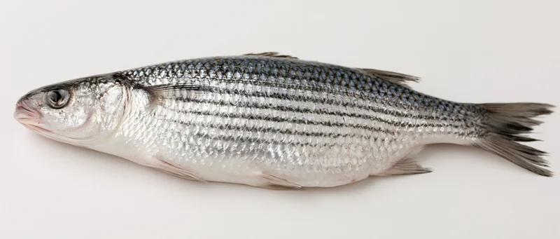 Fresh grey mullet fish lying flat on its side against a white background