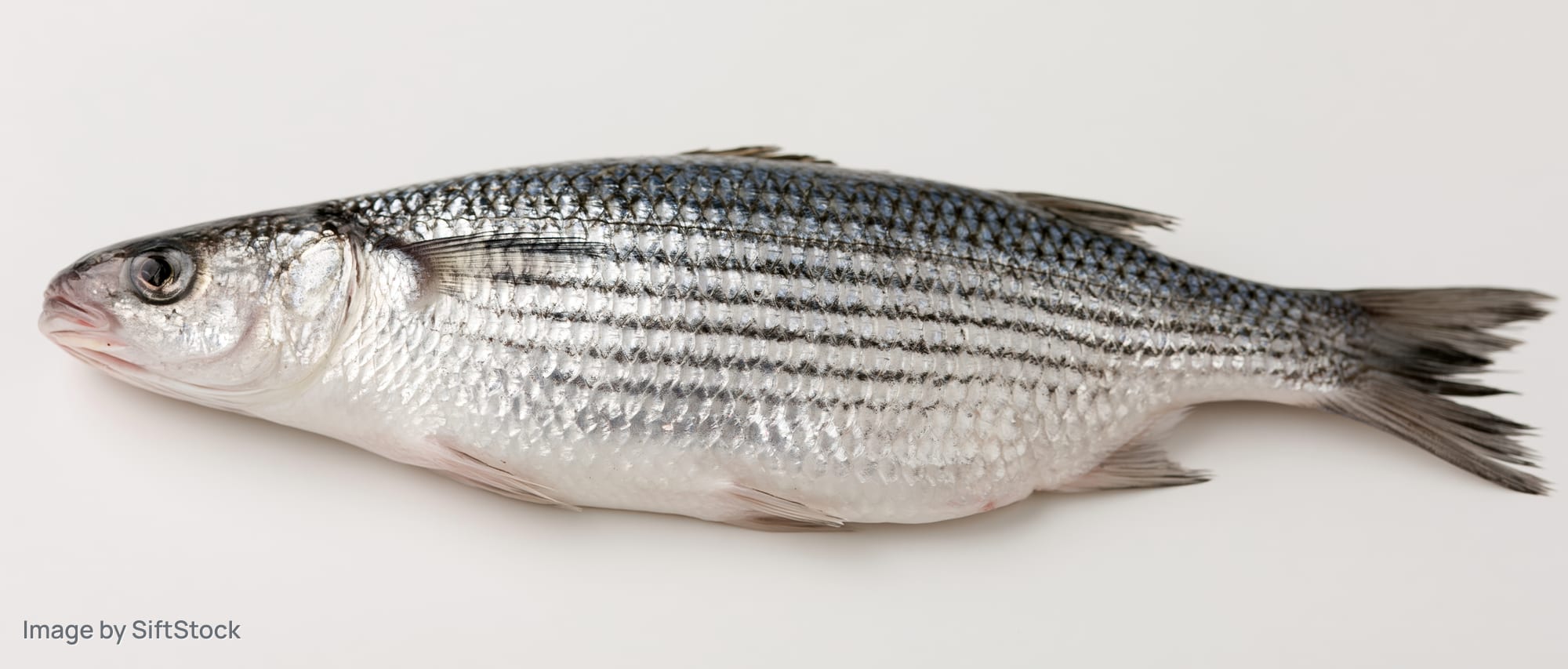 Fresh grey mullet fish lying flat on its side against a white background