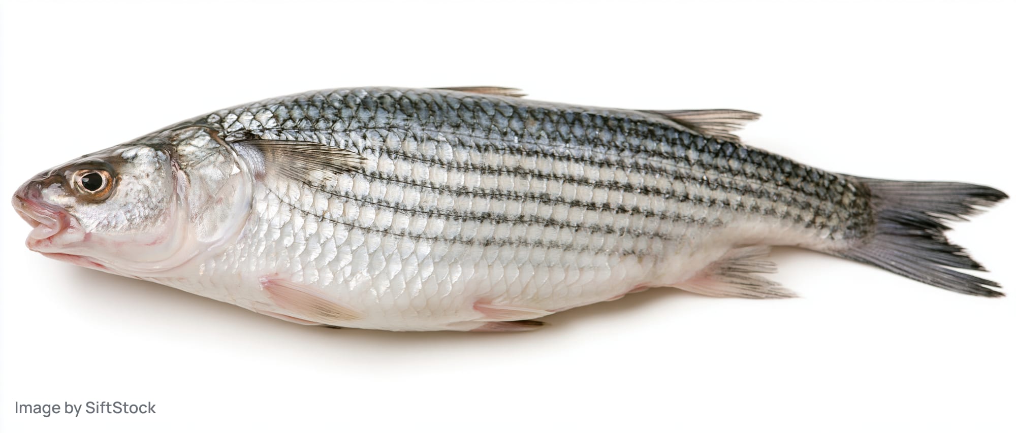 Fresh grey mullet fish lying on its side against a white background