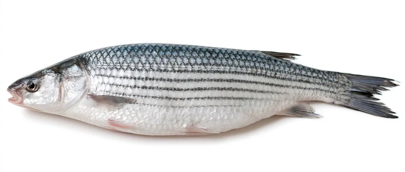 Whole fresh grey mullet fish lying on its side against a white background