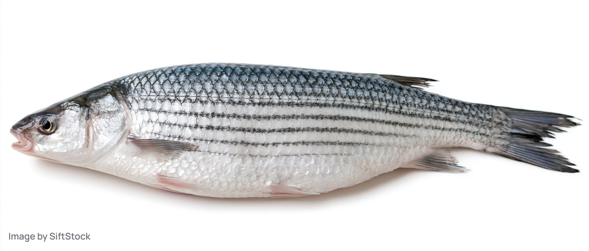 Whole fresh grey mullet fish lying on its side against a white background