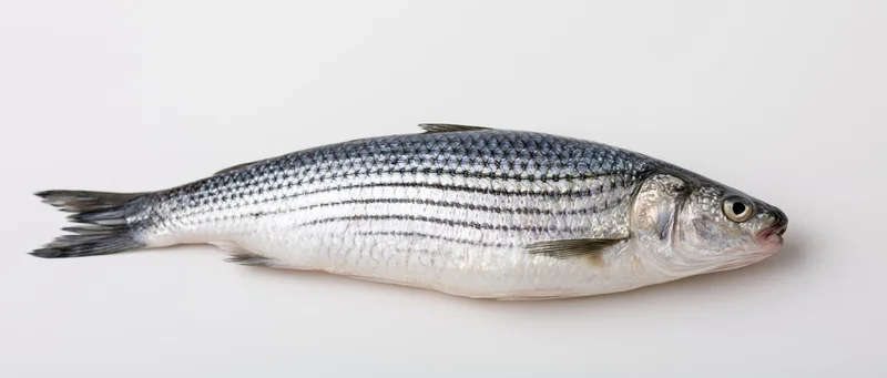 Fresh grey mullet fish lying flat on its side against a white background
