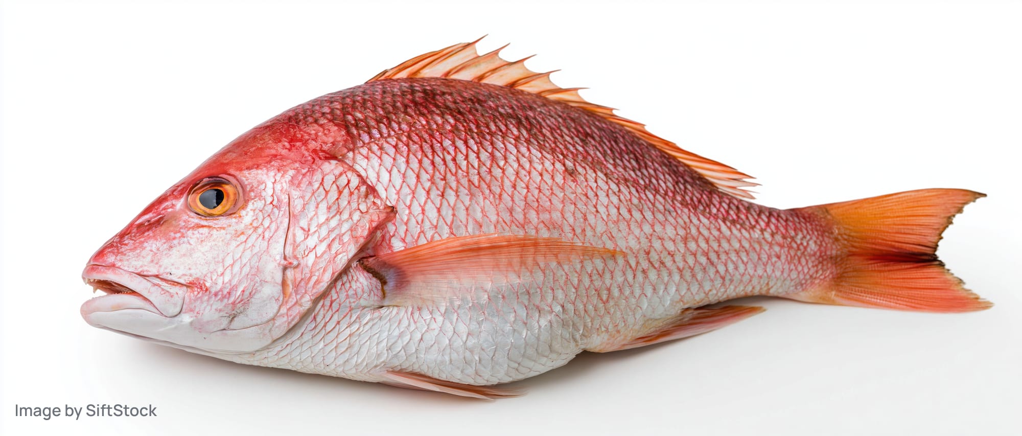 Whole fresh red snapper fish lying on white surface