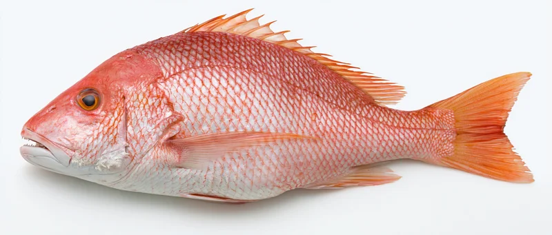 Whole fresh red snapper fish isolated on white background