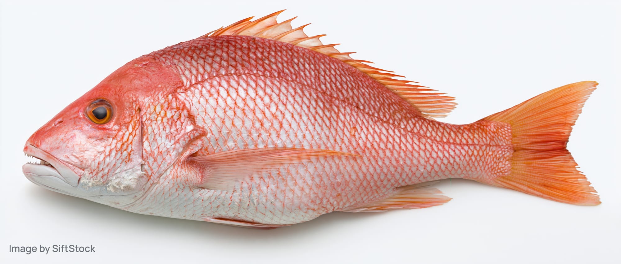 Whole fresh red snapper fish isolated on white background