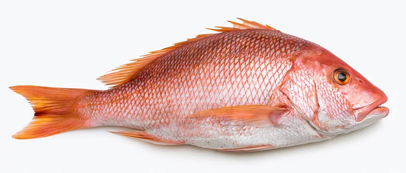 Whole fresh red snapper fish lying on white background
