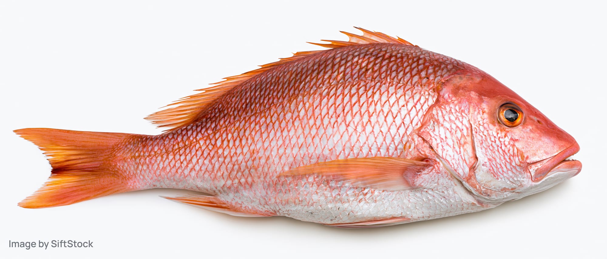 Whole fresh red snapper fish lying on white background