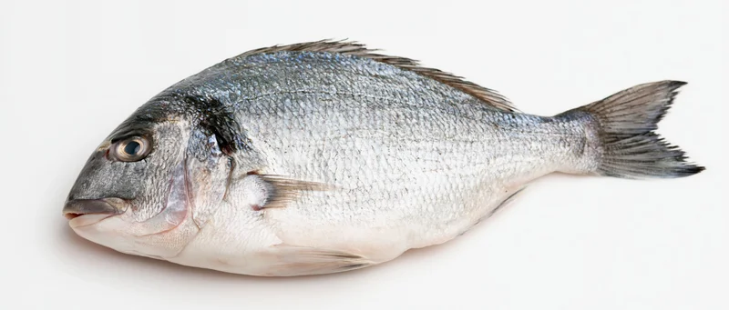 Whole fresh sea bream fish lying on its side on white background