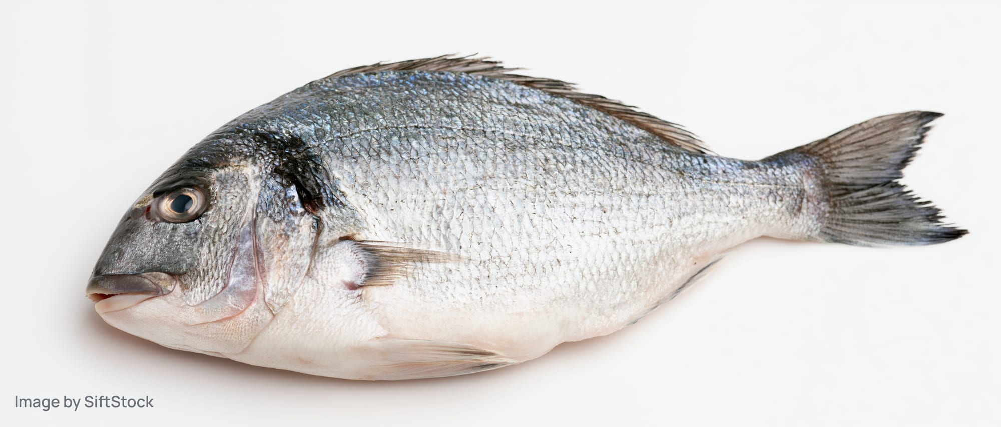 Whole fresh sea bream fish lying on its side on white background