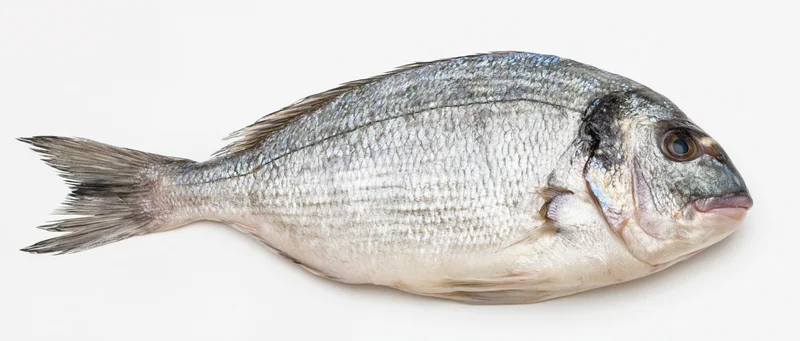 Whole fresh sea bream fish lying on its side on a white background