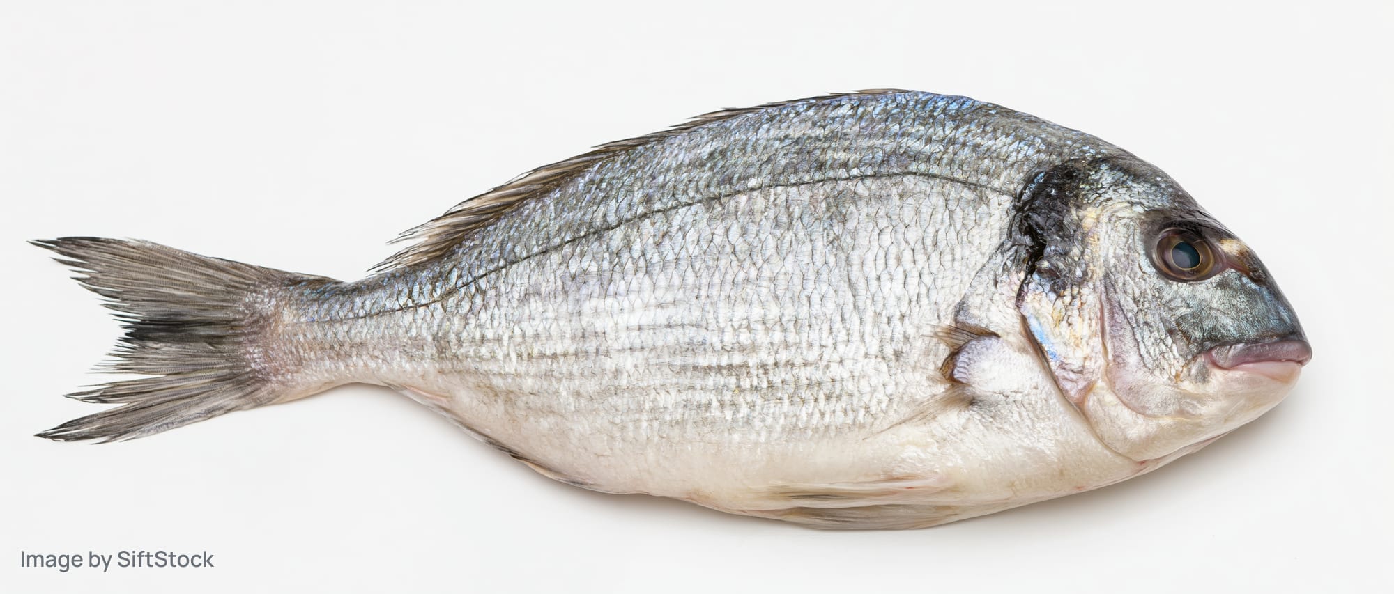 Whole fresh sea bream fish lying on its side on a white background