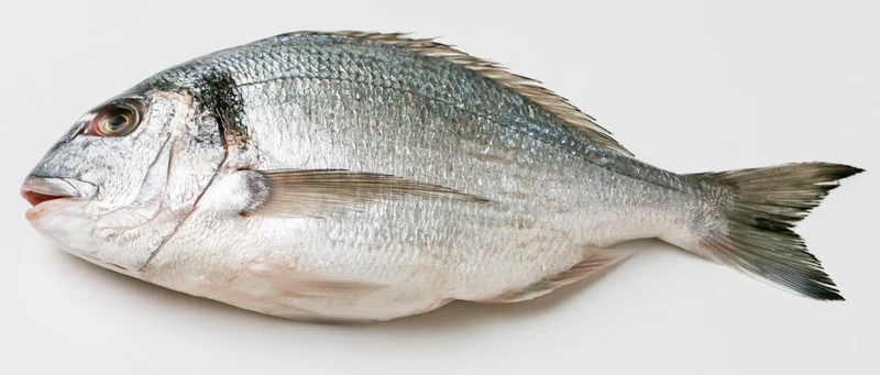 Whole fresh sea bream fish lying on its side against a plain white background