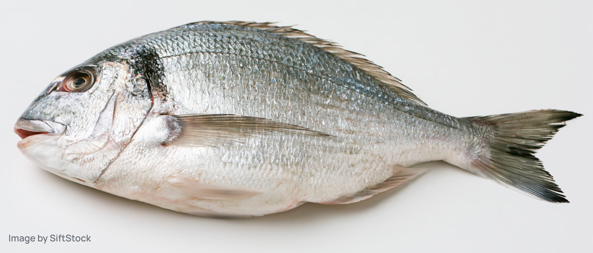 Whole fresh sea bream fish lying on its side against a plain white background