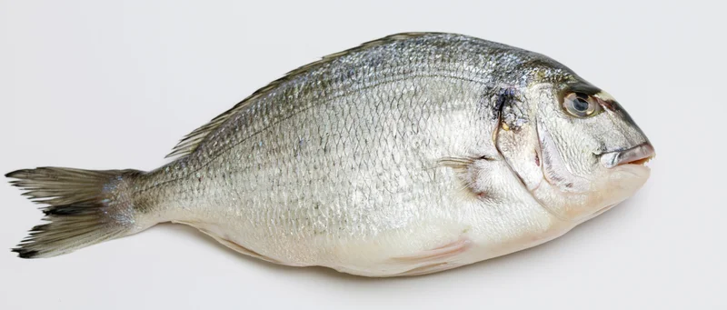 Whole fresh sea bream fish lying on its side on white background