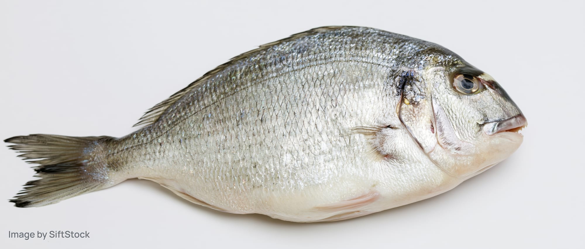 Whole fresh sea bream fish lying on its side on white background