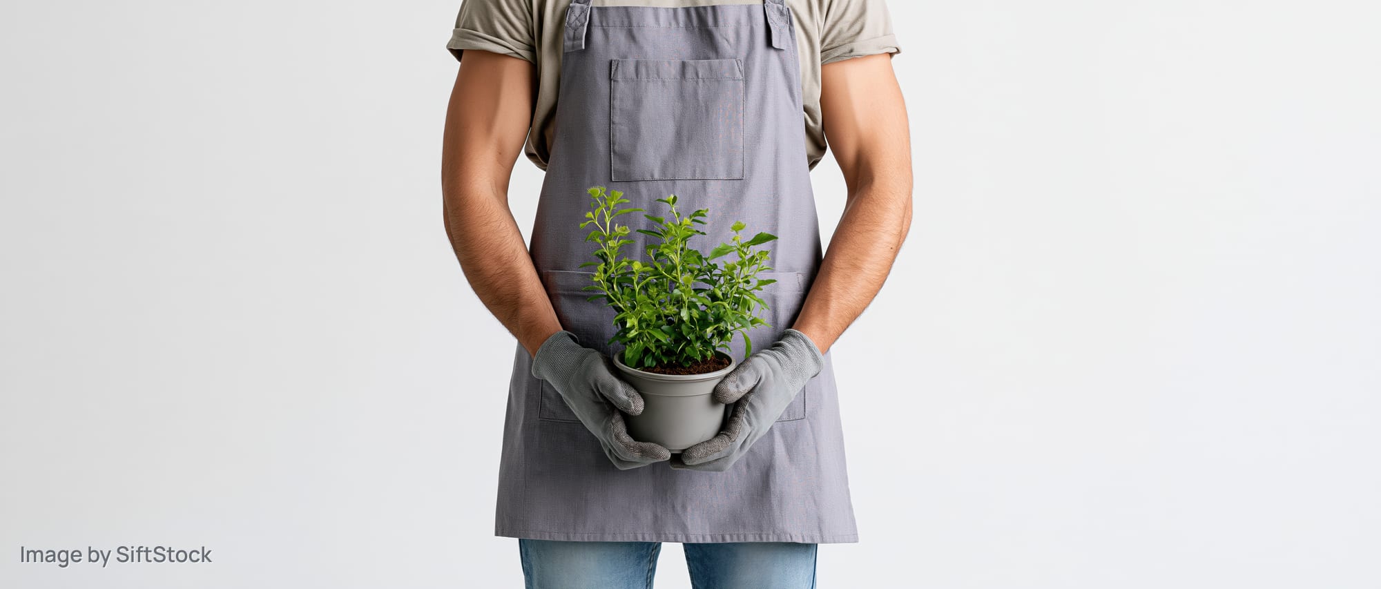 Gardener holding potted green plant in apron and gloves against white background