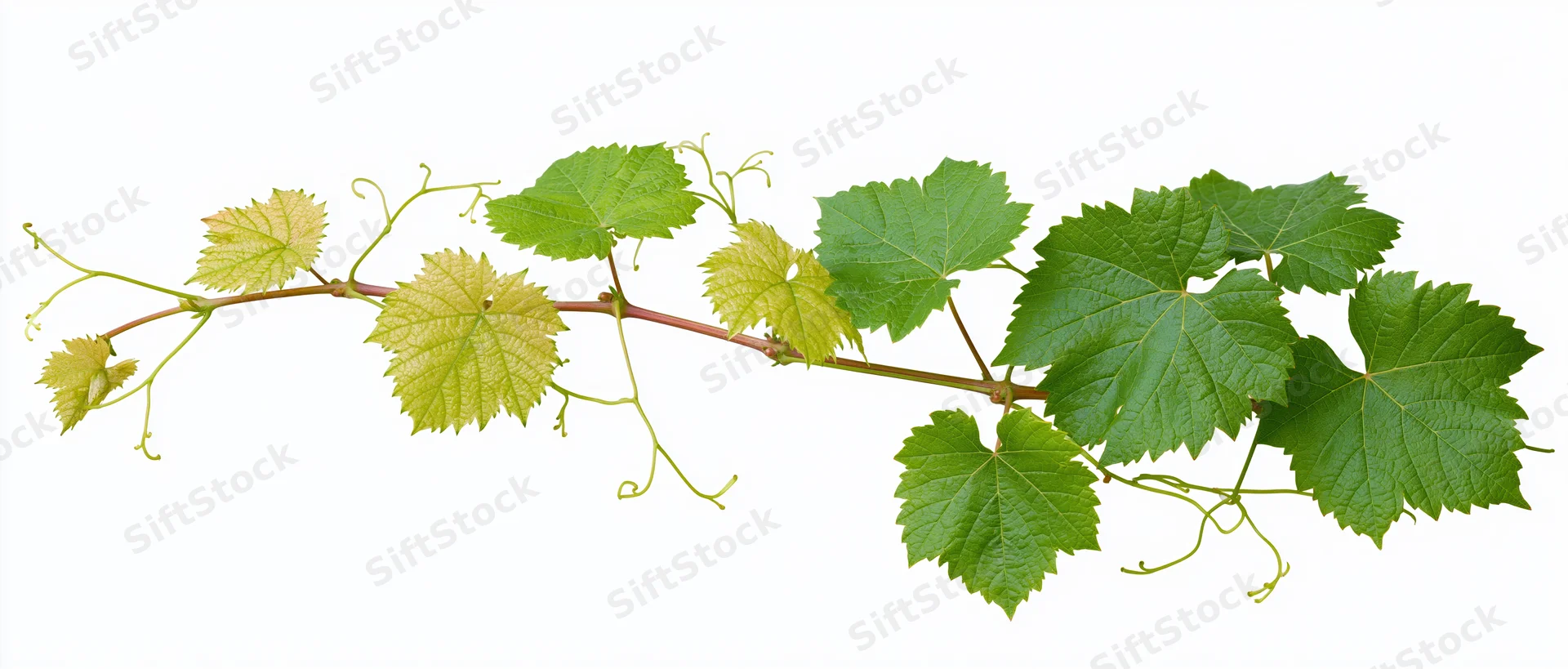 Grapevine branch with green lobed leaves and tendrils on white background