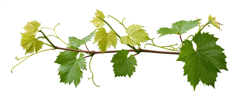 Grapevine branch with green lobed leaves and tendrils isolated on white
