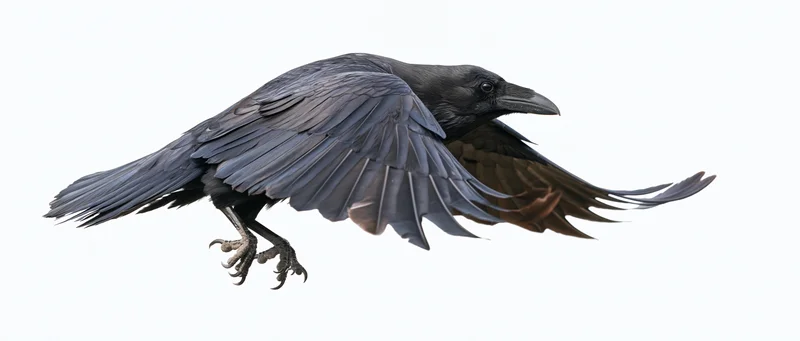 Raven in mid-flight with wings fully spread isolated on white background