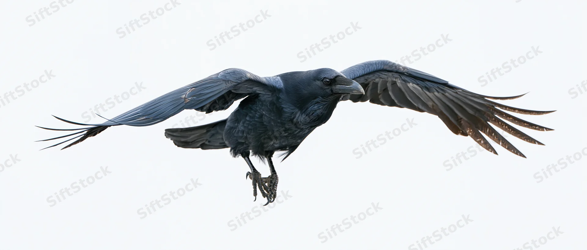Raven in mid-flight with wings fully spread against white background