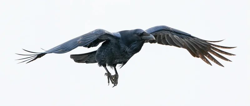 Raven in mid-flight with wings fully spread against white background
