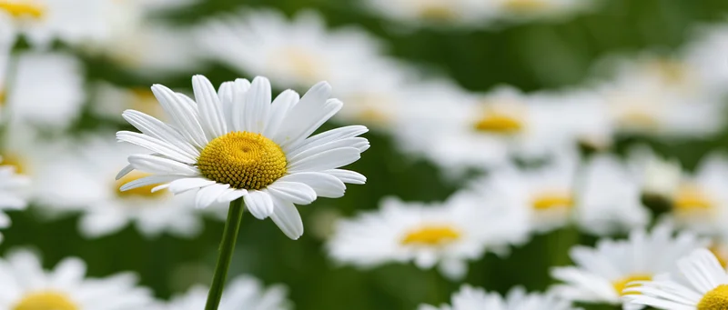 Single oxeye daisy in sharp focus with blurred field of daisies behind
