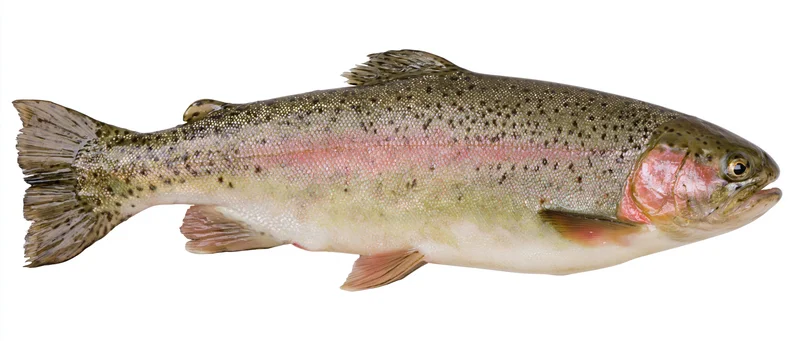 Rainbow trout specimen isolated on white background