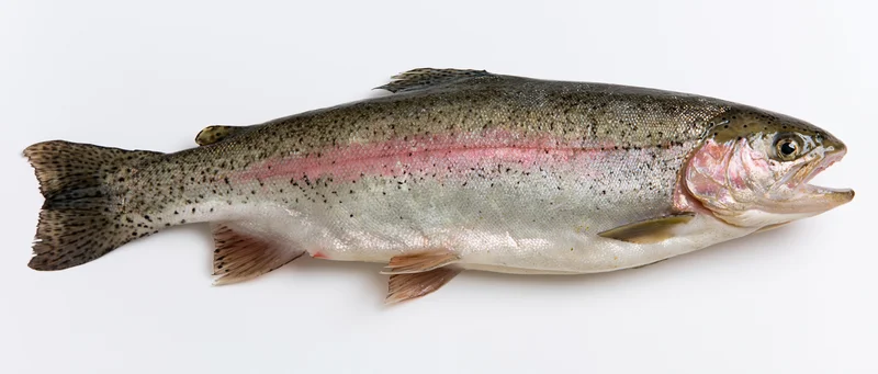 Rainbow trout in profile against a white background