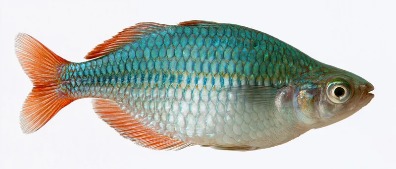 Rainbowfish specimen in lateral view isolated on white background