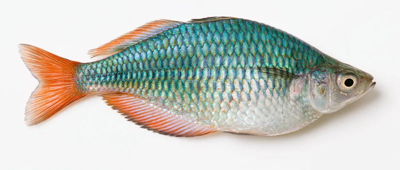 Rainbowfish specimen in lateral view isolated on white background