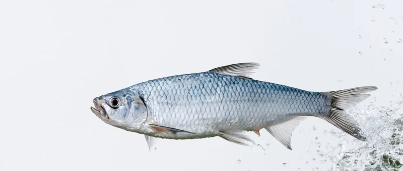 Silver-blue fish leaping mid-air out of water splash