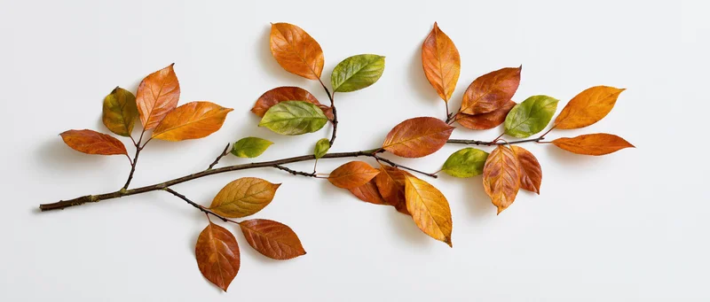 A slender tree branch with autumn leaves arranged horizontally on a white surface