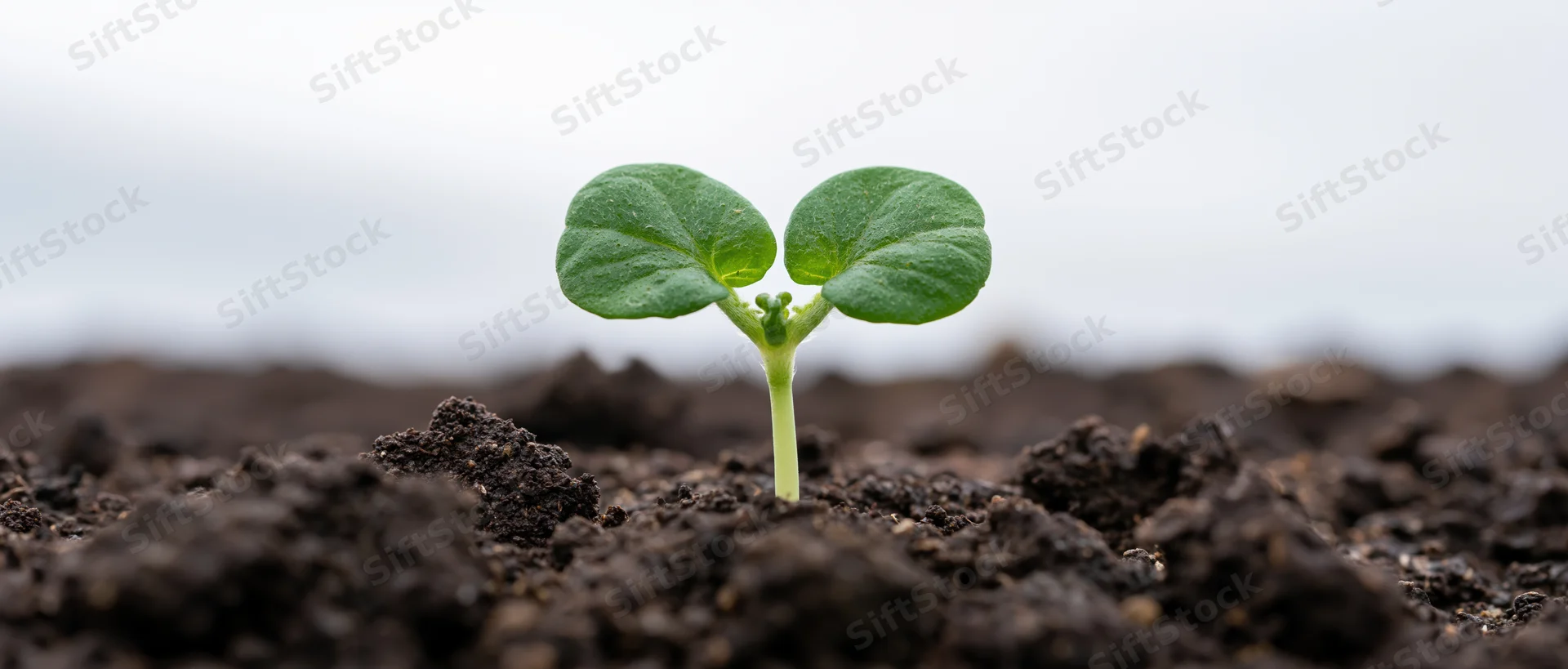 Small green seedling emerging from dark soil with two cotyledon leaves in close-up view
