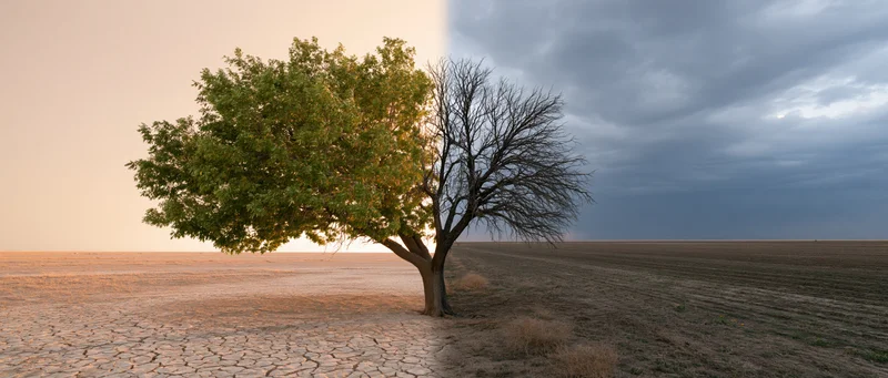 Single tree split down the middle with one half green and leafy and the other half bare and branchy in a dry cracked field under contrasting sky