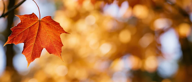 Single orange-red maple leaf with visible veins hanging from a branch against a blurred golden autumn background