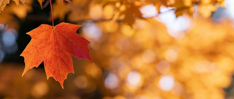 Single orange-red maple leaf with visible veins hanging against a blurred golden autumn background