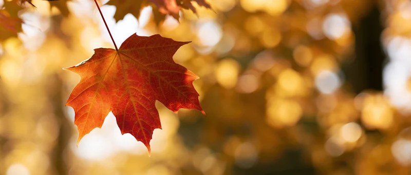 A single orange-red maple leaf with visible veins hanging in front of a blurred golden forest background during autumn