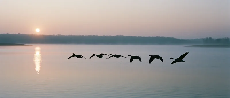 Flock of birds flying in loose formation low over calm lake at sunset
