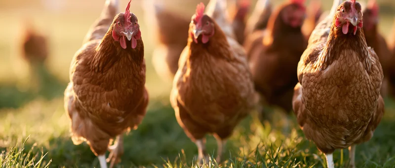Brown hens foraging on grass in a free-range farm setting