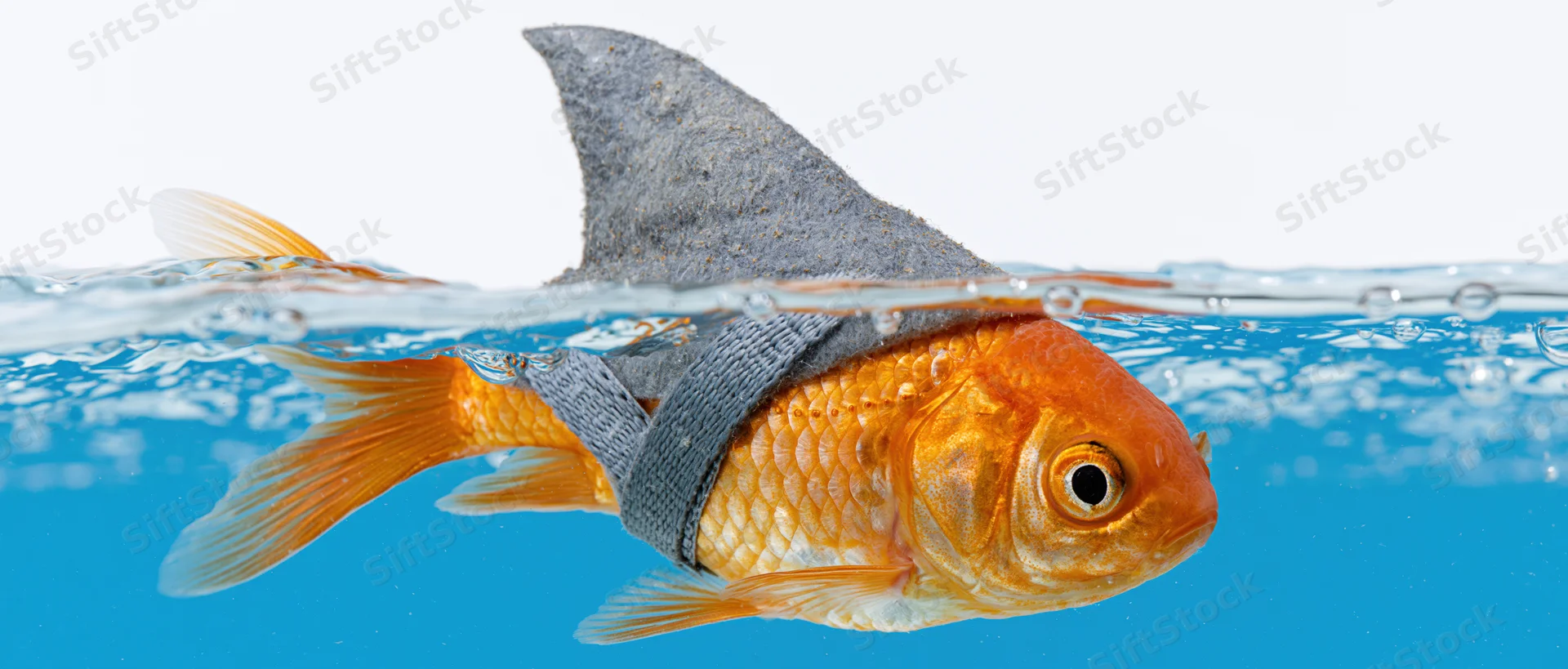 Goldfish wearing a shark fin harness swimming in water